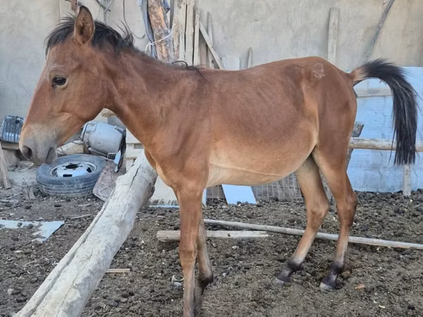Ձի, Kazakh horse — Ղազախստան