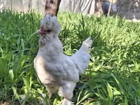 Chickens — photo 2