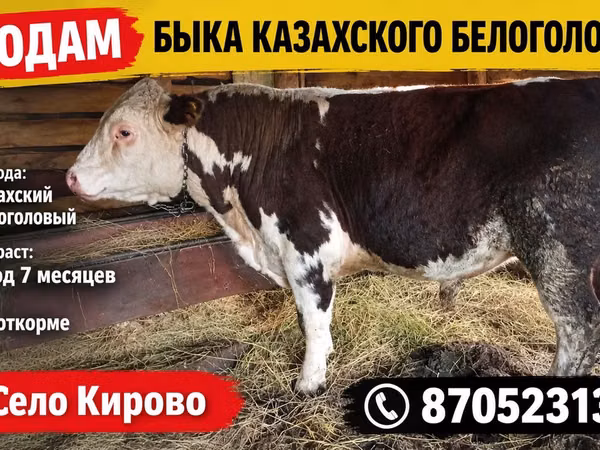 Bull, White-headed Ukrainian