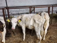 Гововмол (партия, ҷинс муайян нашудааст), Simmental cattle — акс 1