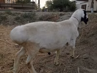 የጎትት አውራ በግ, Sheep — ፎቶ 2