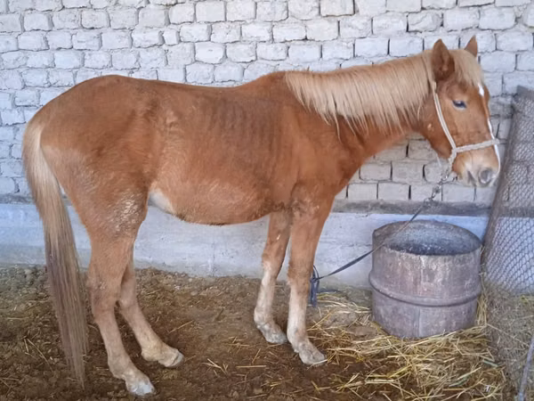 Kuda betina, Horses — Uzbekistan