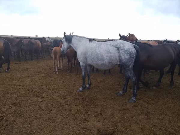 Mare, Horses — Kazakhstan