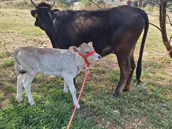 Cow, Alatau breed — Kazakhstan