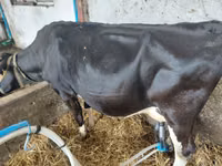 Cow, Aberdeen-Angus — photo 2