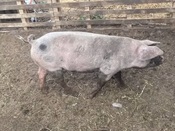 Boar, Pigs — Hungary