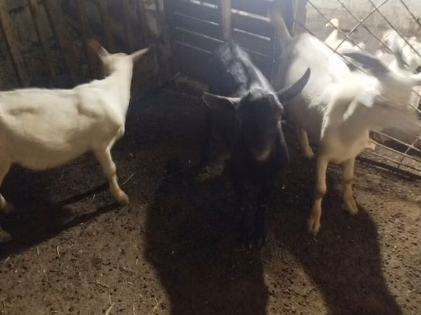 Billy Goat, Goats — Azerbaijan