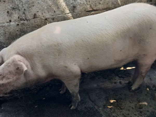 Sow, Pigs — Moldova