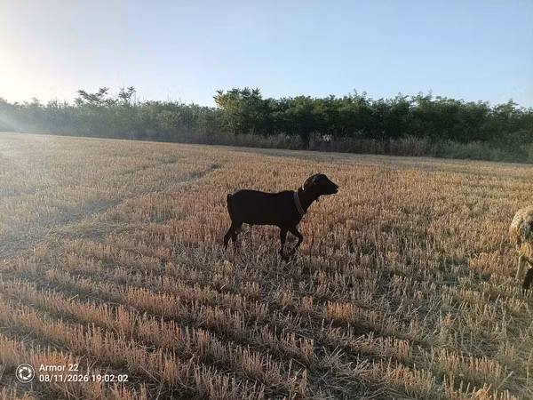 Billy Goat, Murcia-Granada goats — Moldova