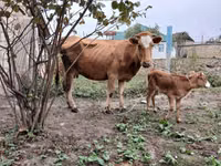 Toro, Bovini — foto 1