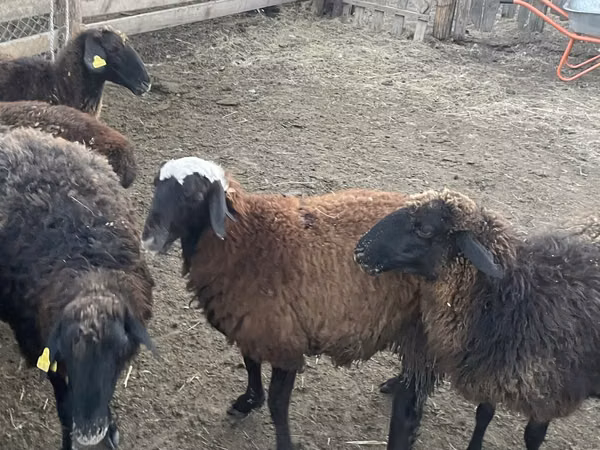 母羊, Sheep — 哈萨克斯坦