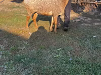 نعجة, Arashan sheep — الصورة 1