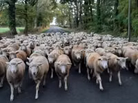 میش, Ile-de-France sheep — عکس 4