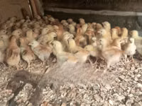Chickens — zdjęcie 2