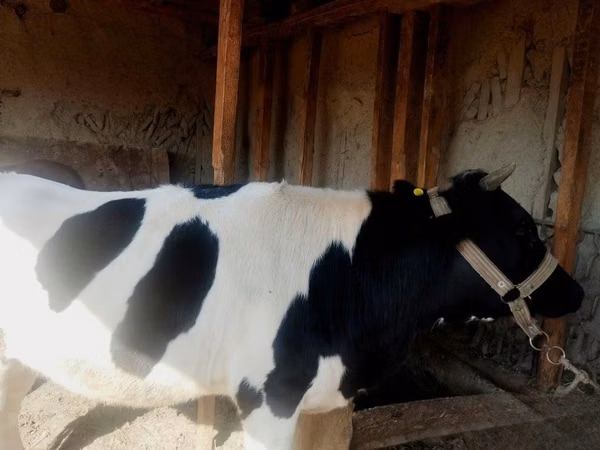 Cow, Russian Black pied cattle