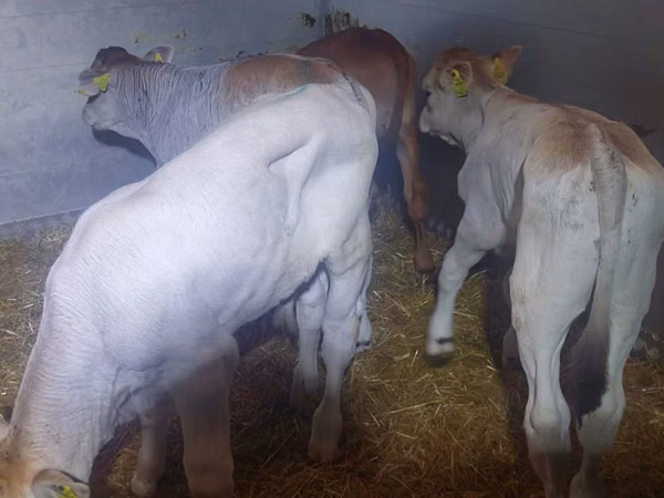 सांड, Simmental cattle — पोलैंड