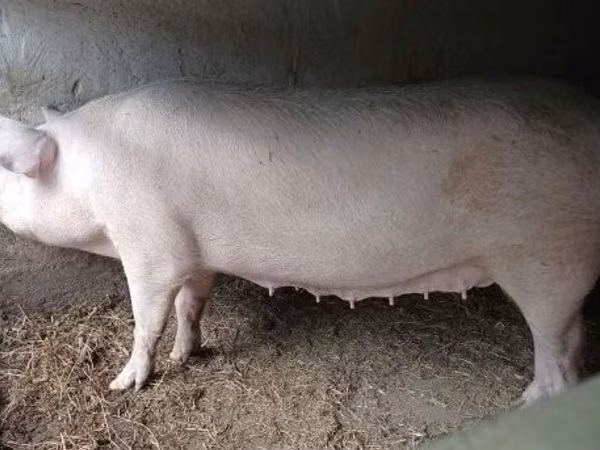 Prasnice,  — Maďarsko