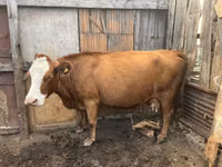 Krowa, Simmental cattle — zdjęcie 2