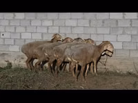 Sheep, Arashan sheep — photo 4