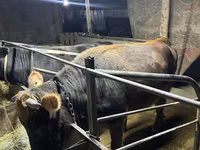 Cow, Cattle — photo 4