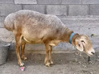 Owca, Owce — zdjęcie 4