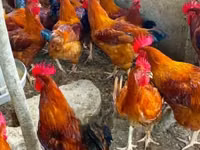 مرغ‌های شامو — عکس 3