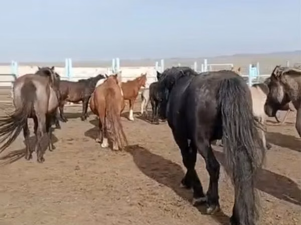 Horse (M), Horses — Kazakhstan