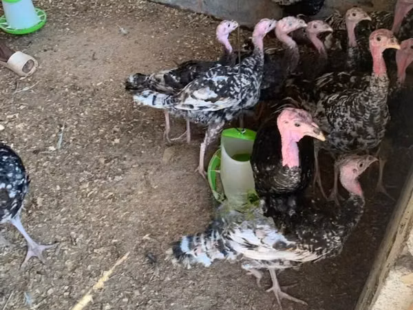 Turkeys — Гана
