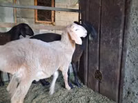 숫양, 양 — 사진 8