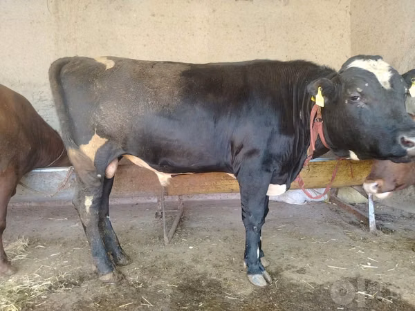 Bull, Simmental cattle — Uzbekistan