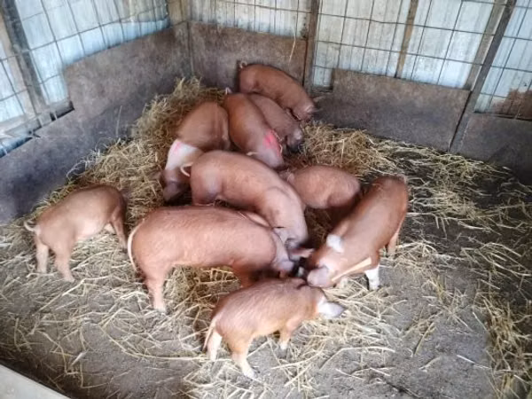 Schweine (Partie, Geschlecht nicht angegeben), Schweine