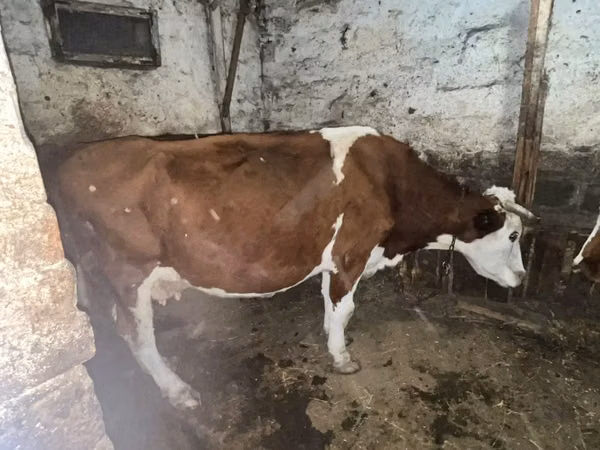 Cow, Kazakh White-headed cow — Kazakhstan