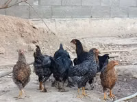Chickens — photo 5