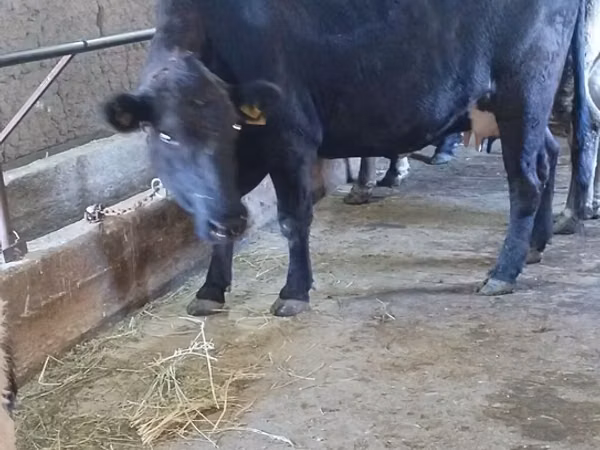 Cow, Aberdeen-Angus