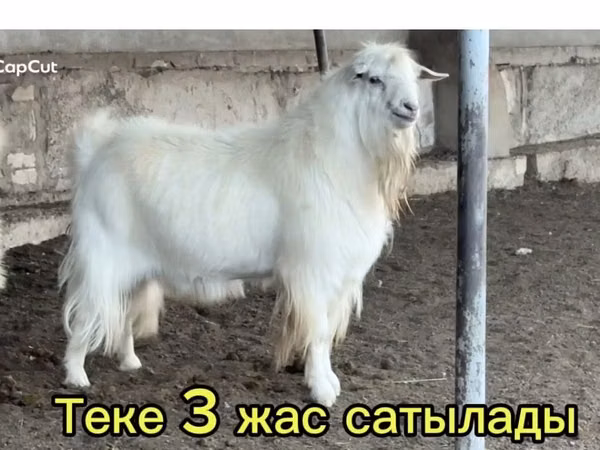 Billy Goat, Goats