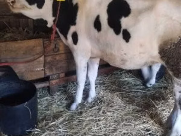 सांड, गोलस्टीन नस्ल — हंगरी