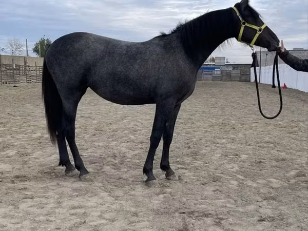 Mare, Friesian