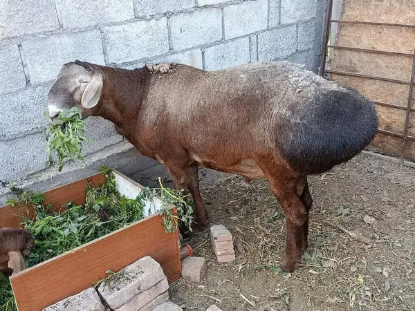 قوچ, Hissar sheep — قرقیزستان