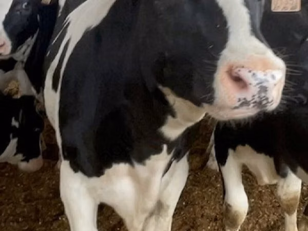Cow, Holstein breed — Russia