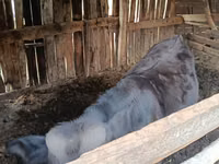 Dibi, Swiss cattle — sawirka 4