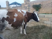 Krowa, Simmental cattle — zdjęcie 4