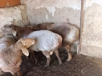 Domba (batch, jenis kelamin tidak disebutkan), Arashan sheep — foto 3