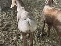 公羊, Sheep — 照片 5