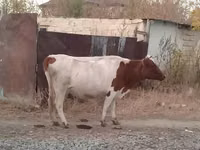 Гов, Simmental cattle — акс 5