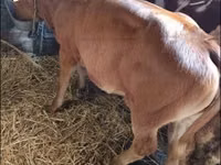 Toro, Vaca Limousin — foto 3