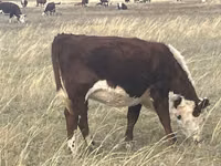 Cow, Kazakh White-headed cow — photo 2
