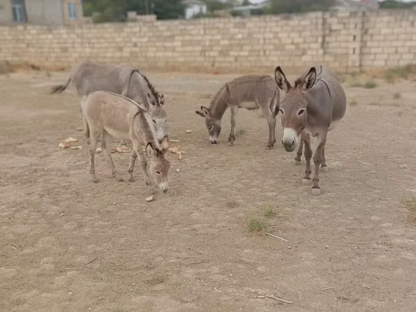 Horses (batch, sex not specified), Horses