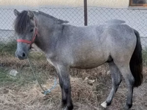ፈረስ, Horses