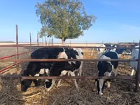 Ko, Russian Black pied cattle — foto 4