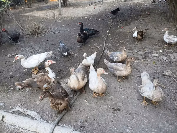 Ducks